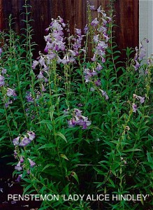 Penstemon x gloxinioides 'Alice Hindley' ('Lady Hindley')